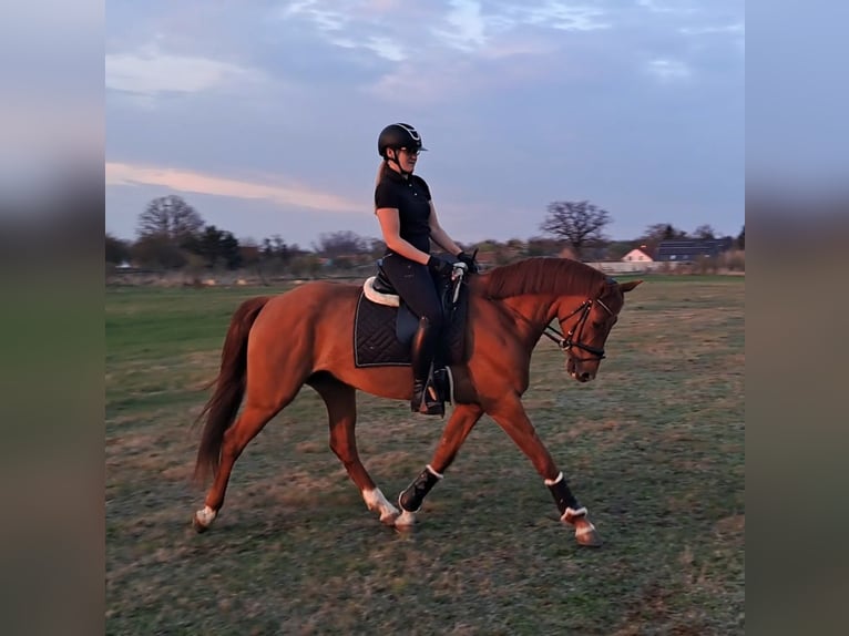 Polnisches Warmblut Wallach 7 Jahre 162 cm Fuchs in Forst