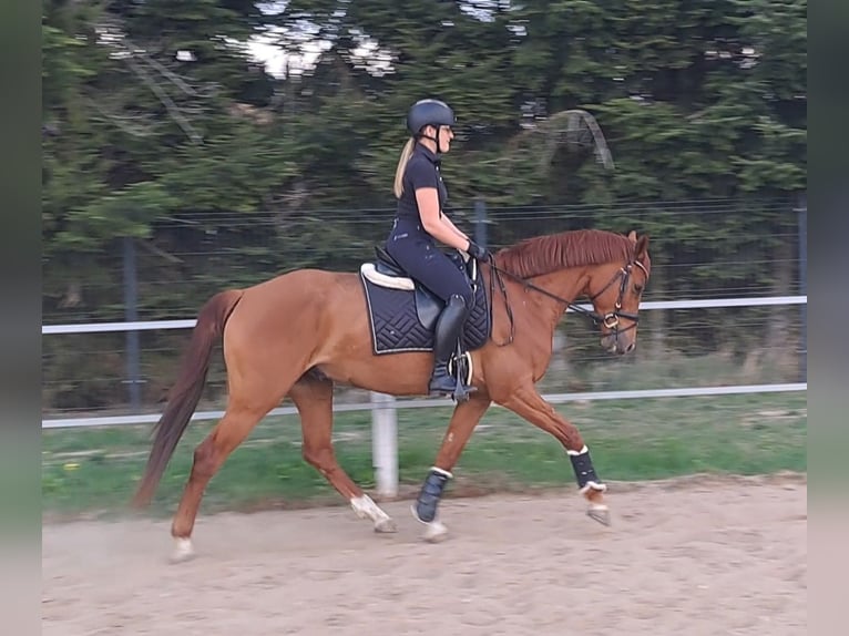 Polnisches Warmblut Wallach 7 Jahre 162 cm Fuchs in Forst