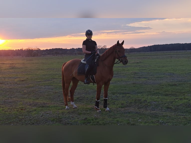 Polnisches Warmblut Wallach 7 Jahre 162 cm Fuchs in Forst