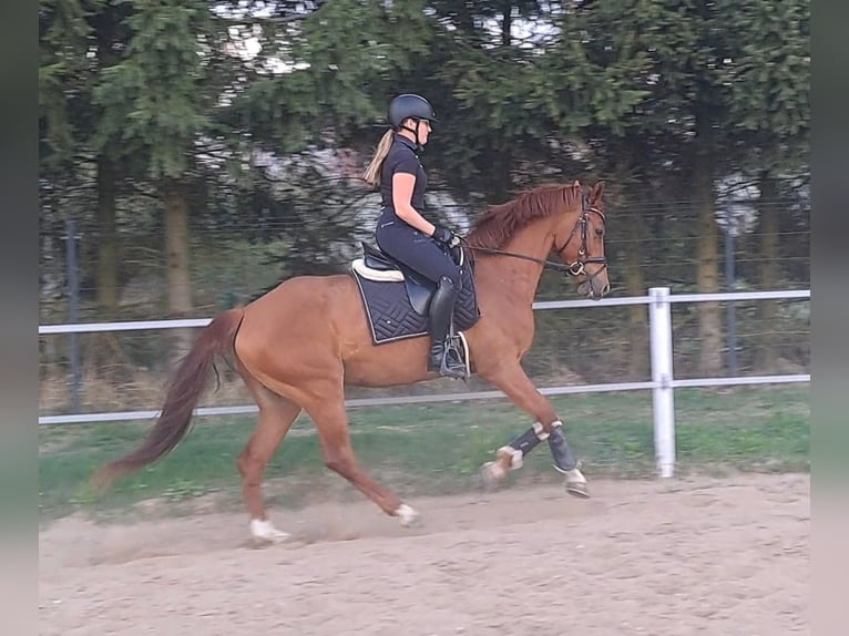 Polnisches Warmblut Wallach 7 Jahre 162 cm Fuchs in Forst