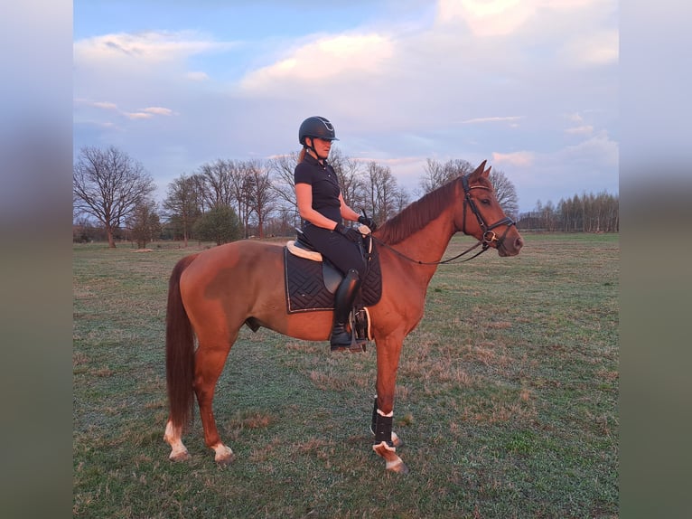 Polnisches Warmblut Wallach 7 Jahre 162 cm Fuchs in Forst