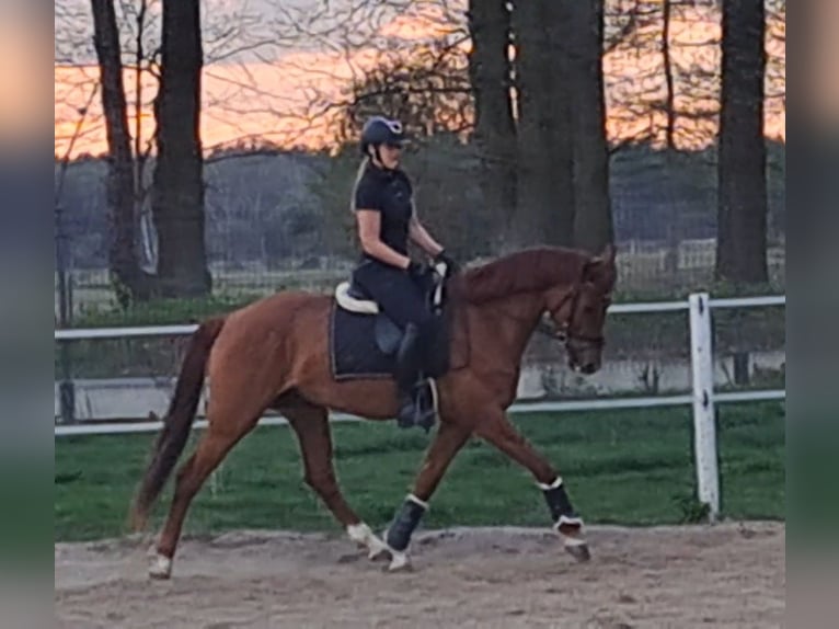 Polnisches Warmblut Wallach 7 Jahre 162 cm Fuchs in Forst