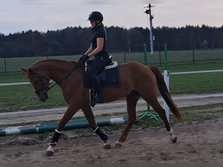 Polnisches Warmblut Wallach 7 Jahre 162 cm Fuchs in Forst