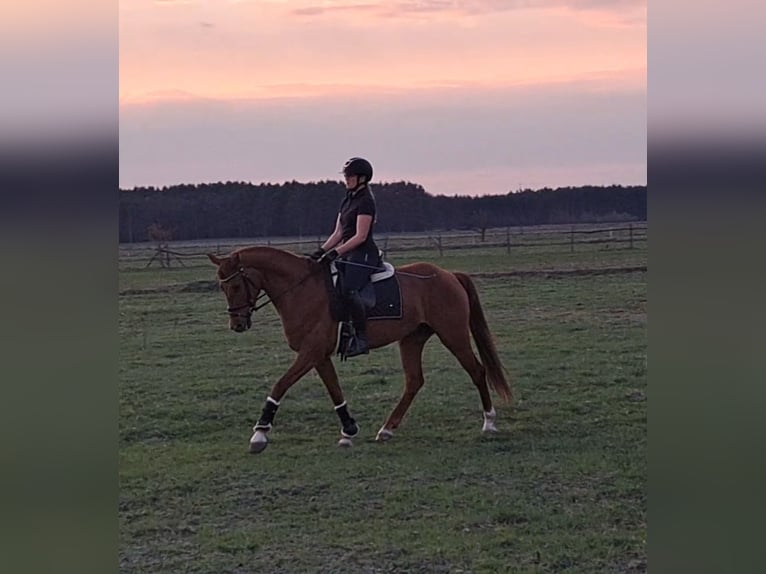 Polnisches Warmblut Wallach 7 Jahre 162 cm Fuchs in Forst