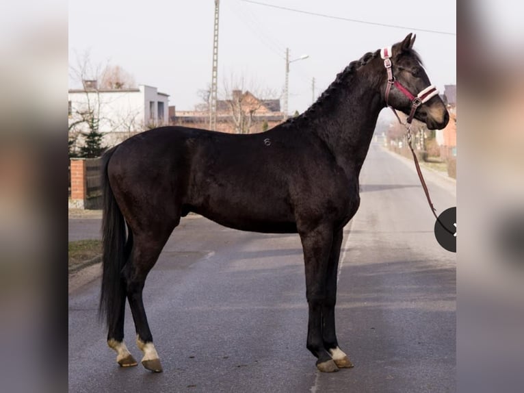 Polnisches Warmblut Wallach 7 Jahre 162 cm Rappe in Elchingen