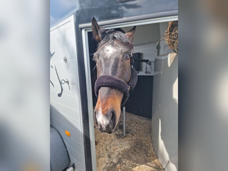 Polnisches Warmblut Mix Wallach 7 Jahre 165 cm Dunkelbrauner in Neustrelitz