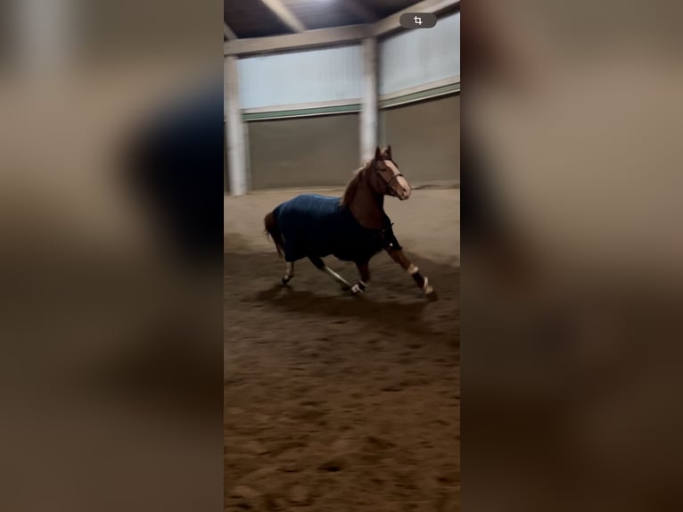 Polnisches Warmblut Wallach 7 Jahre 165 cm Fuchs in Sch&#xF6;nkirchen