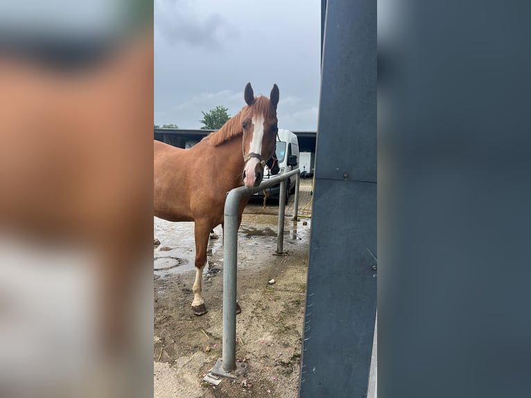 Polnisches Warmblut Wallach 7 Jahre 165 cm Fuchs in Sch&#xF6;nkirchen
