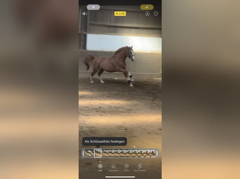 Polnisches Warmblut Wallach 7 Jahre 165 cm Fuchs in Sch&#xF6;nkirchen