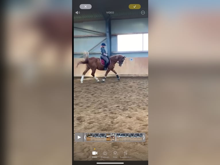 Polnisches Warmblut Wallach 7 Jahre 165 cm Fuchs in Sch&#xF6;nkirchen