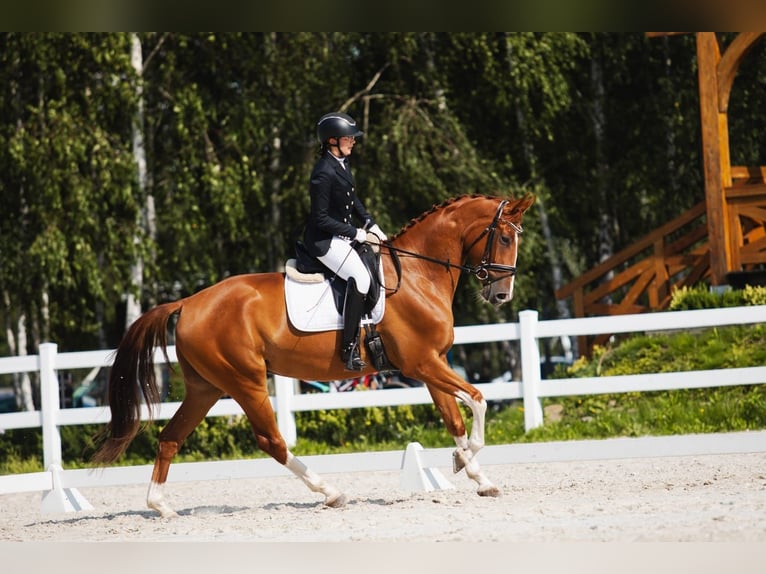 Polnisches Warmblut Wallach 7 Jahre 167 cm Fuchs in Cz&#x142;uch&#xF3;w