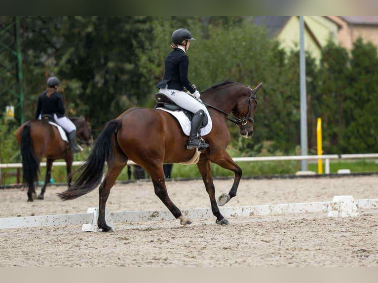 Polnisches Warmblut Wallach 7 Jahre 167 cm Rotbrauner in Plzen