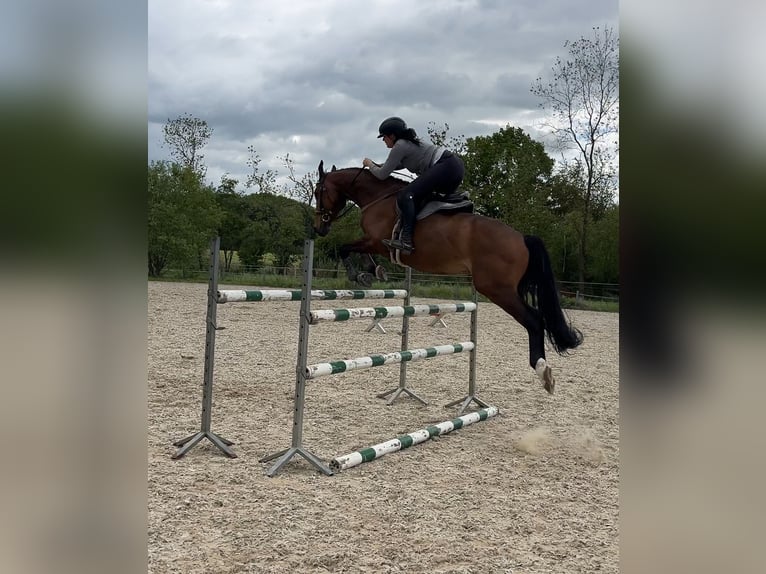 Polnisches Warmblut Wallach 7 Jahre 168 cm Brauner in Papenhagen