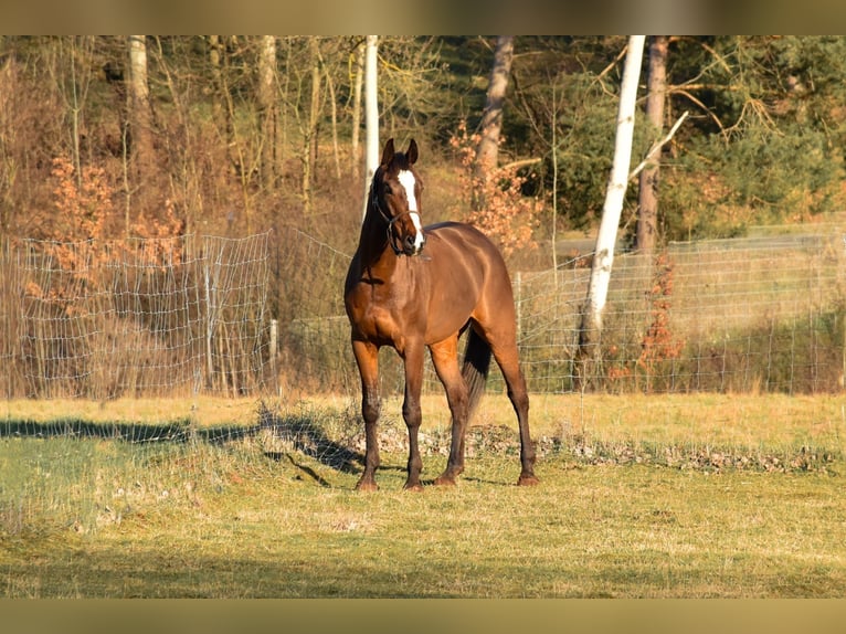 Polnisches Warmblut Wallach 7 Jahre 168 cm in Wiesent