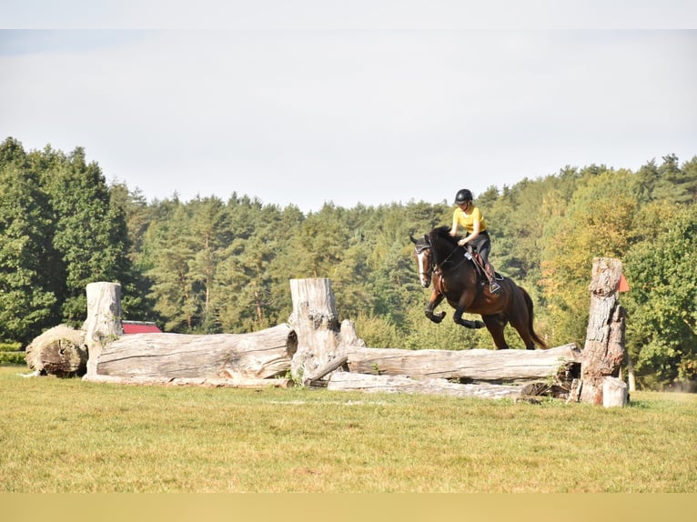 Polnisches Warmblut Wallach 7 Jahre 168 cm in Wiesent