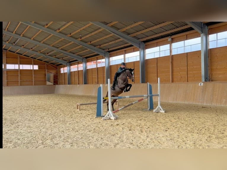 Polnisches Warmblut Wallach 7 Jahre 168 cm in Wiesent