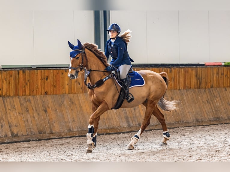 Polnisches Warmblut Wallach 7 Jahre 169 cm Fuchs in Bielsko-Biała