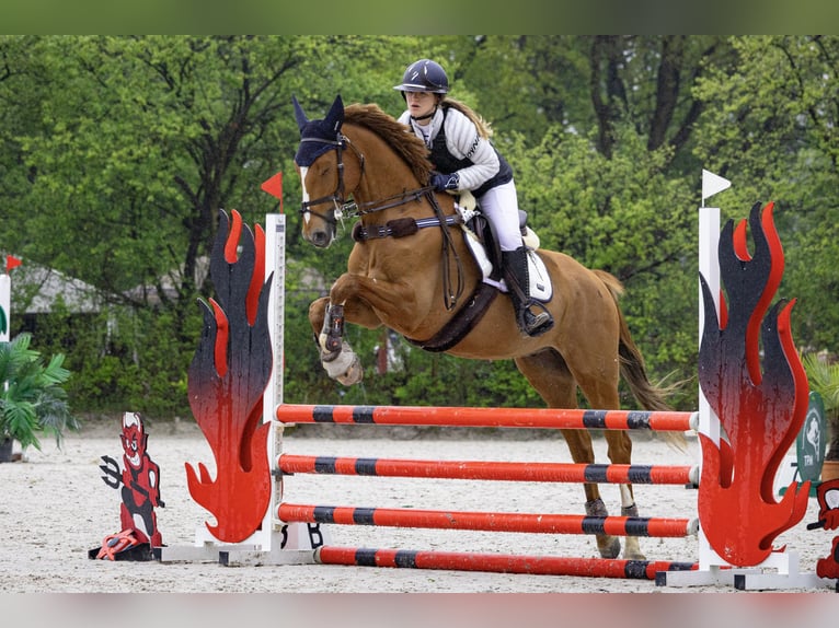 Polnisches Warmblut Wallach 7 Jahre 169 cm Fuchs in Bielsko-Biała