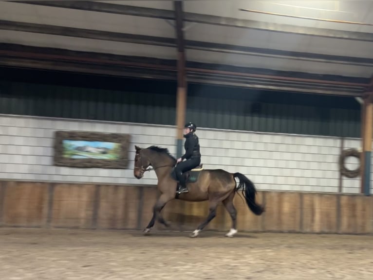 Polnisches Warmblut Wallach 7 Jahre 170 cm Dunkelbrauner in Oud Gastel