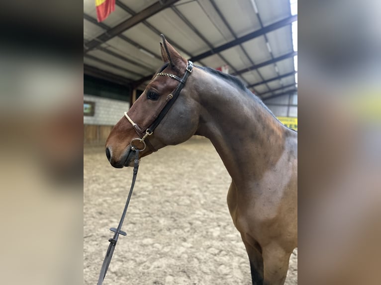 Polnisches Warmblut Wallach 7 Jahre 170 cm Dunkelbrauner in Oud Gastel