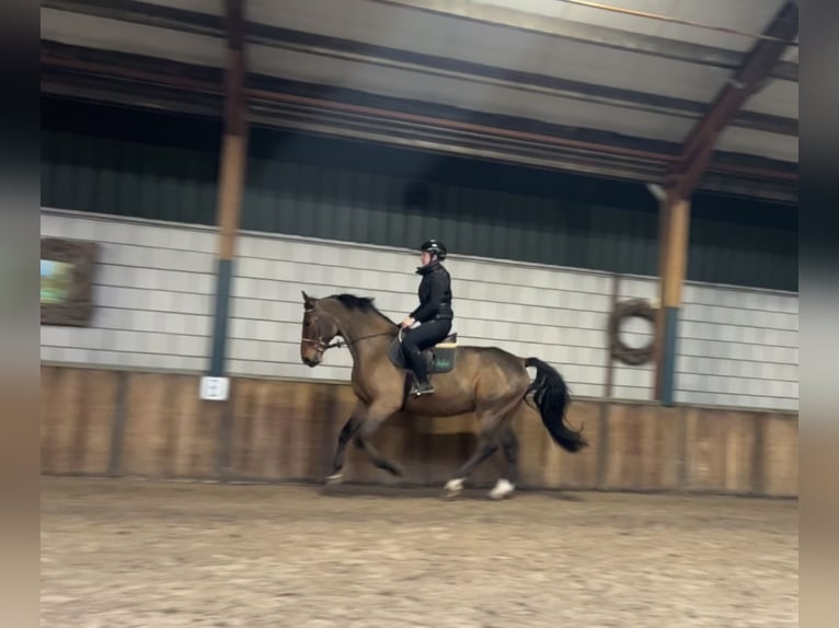 Polnisches Warmblut Wallach 7 Jahre 170 cm Dunkelbrauner in Oud Gastel