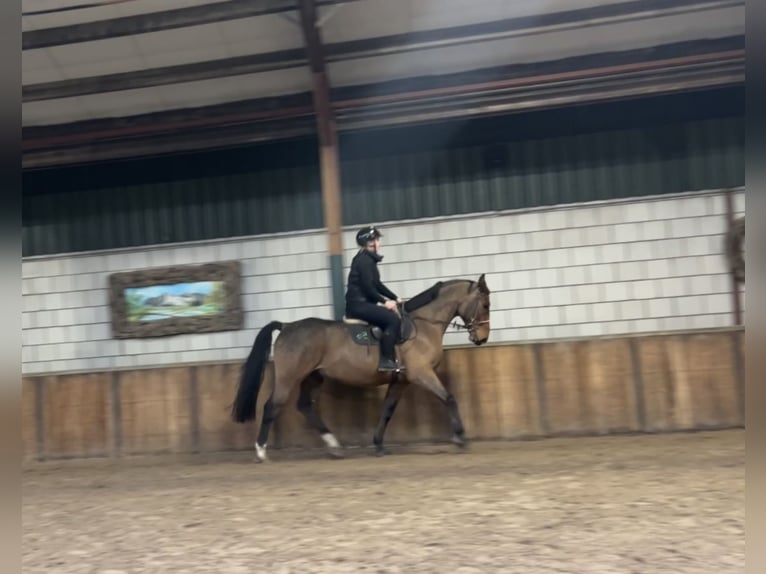 Polnisches Warmblut Wallach 7 Jahre 170 cm Dunkelbrauner in Oud Gastel