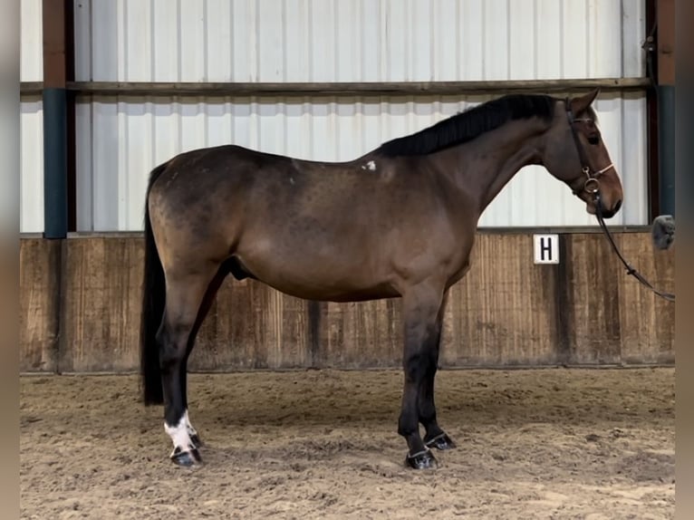 Polnisches Warmblut Wallach 7 Jahre 170 cm Dunkelbrauner in Oud Gastel