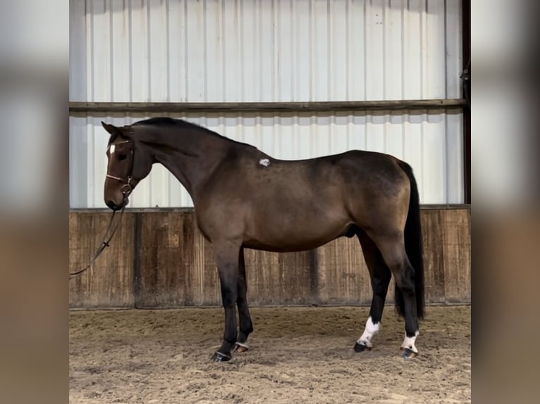 Polnisches Warmblut Wallach 7 Jahre 170 cm Dunkelbrauner in Oud Gastel