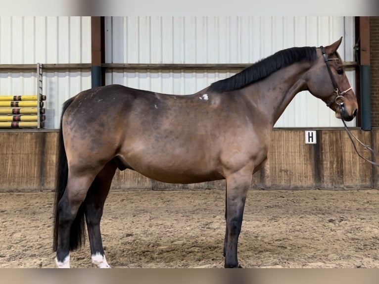 Polnisches Warmblut Wallach 7 Jahre 170 cm Dunkelbrauner in Oud Gastel