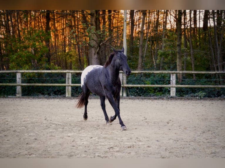 Polnisches Warmblut Mix Wallach 7 Jahre 170 cm Rappe in Dortmund