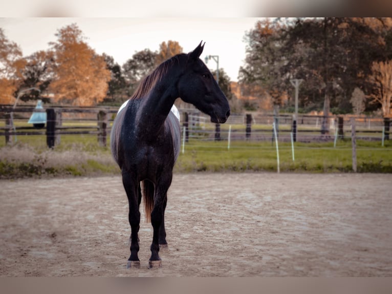 Polnisches Warmblut Mix Wallach 7 Jahre 170 cm Rappe in Dortmund