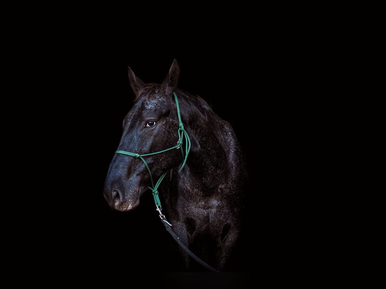 Polnisches Warmblut Mix Wallach 7 Jahre 170 cm Rappe in Dortmund