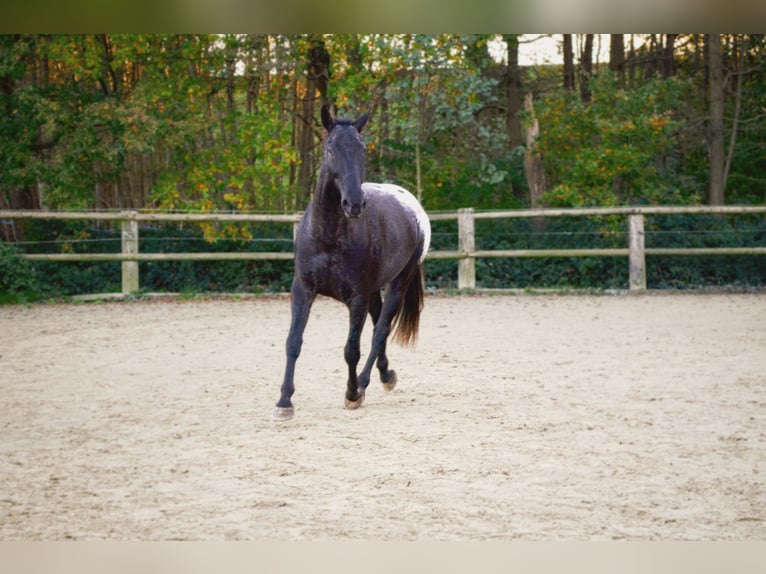 Polnisches Warmblut Mix Wallach 7 Jahre 170 cm Rappe in Dortmund