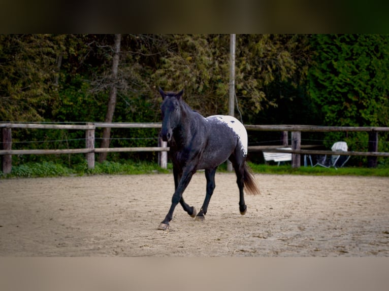 Polnisches Warmblut Mix Wallach 7 Jahre 170 cm Rappe in Dortmund