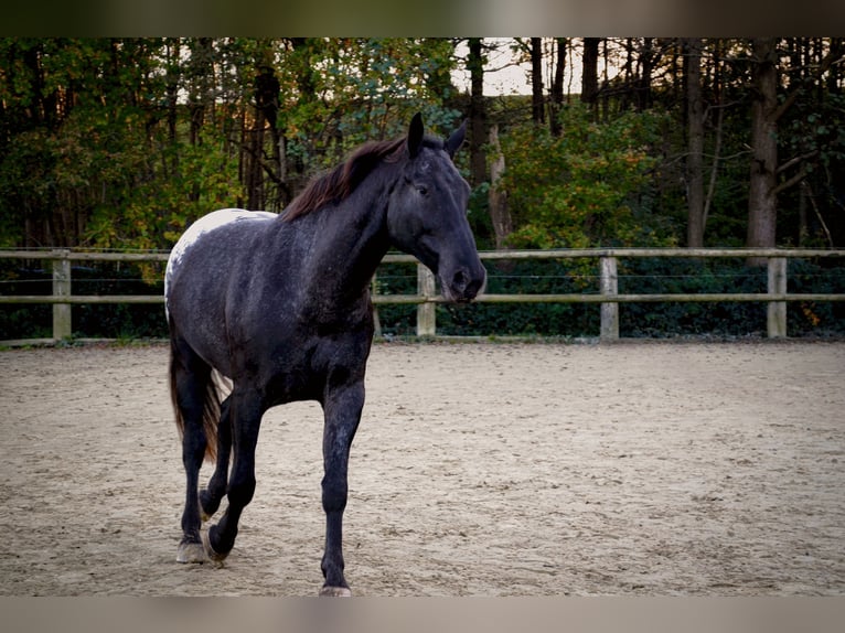 Polnisches Warmblut Mix Wallach 7 Jahre 170 cm Rappe in Dortmund