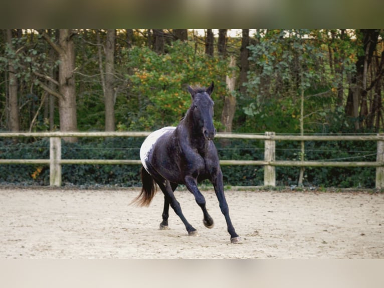 Polnisches Warmblut Mix Wallach 7 Jahre 170 cm Rappe in Dortmund