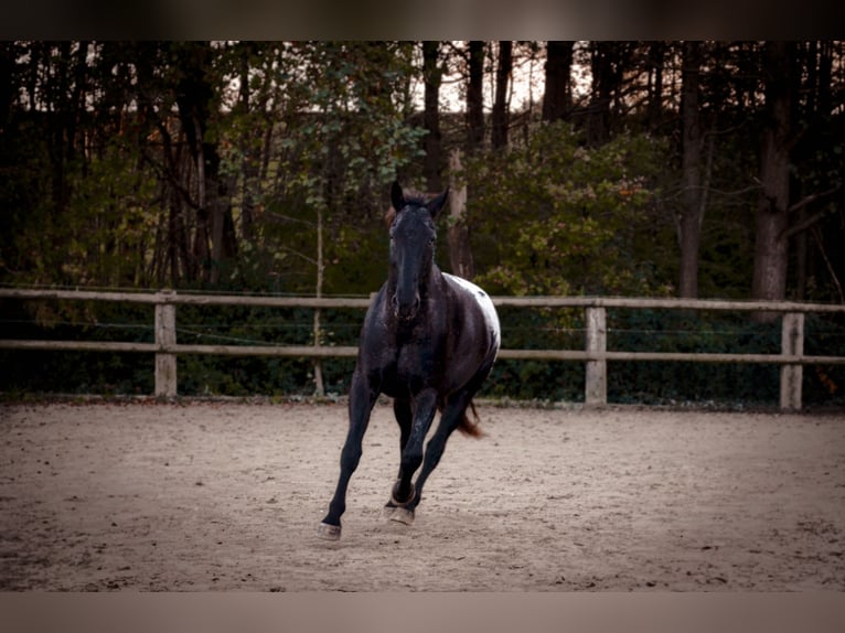 Polnisches Warmblut Mix Wallach 7 Jahre 170 cm Rappe in Dortmund