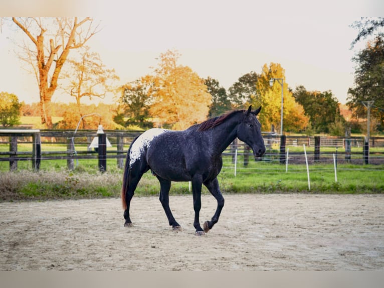 Polnisches Warmblut Mix Wallach 7 Jahre 170 cm Rappe in Dortmund