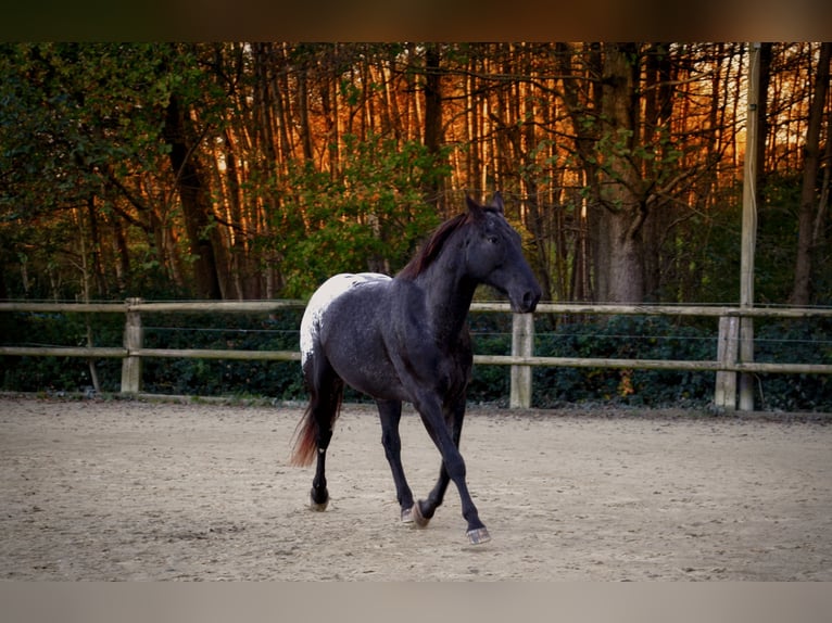 Polnisches Warmblut Mix Wallach 7 Jahre 170 cm Rappe in Dortmund