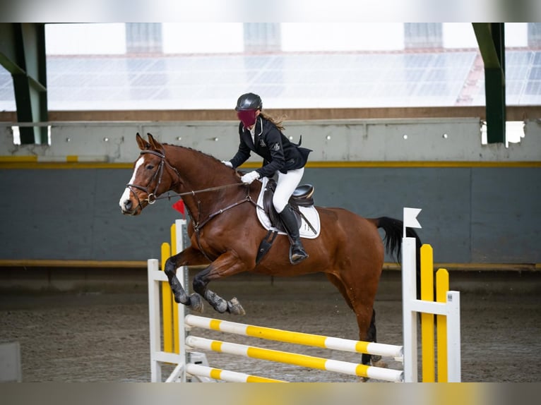 Polnisches Warmblut Wallach 7 Jahre 172 cm Brauner in Rutha