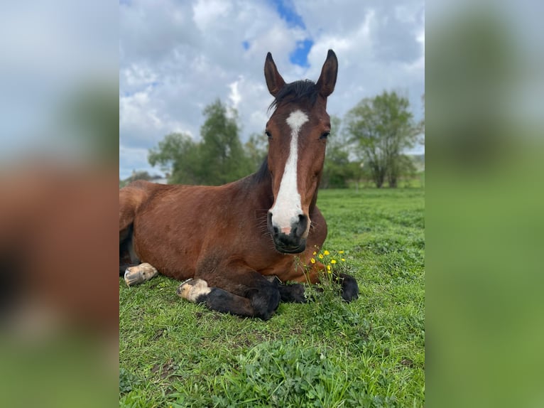 Polnisches Warmblut Wallach 7 Jahre 172 cm Brauner in Rutha