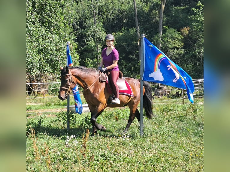 Polnisches Warmblut Wallach 8 Jahre 157 cm Brauner in Bayerbach