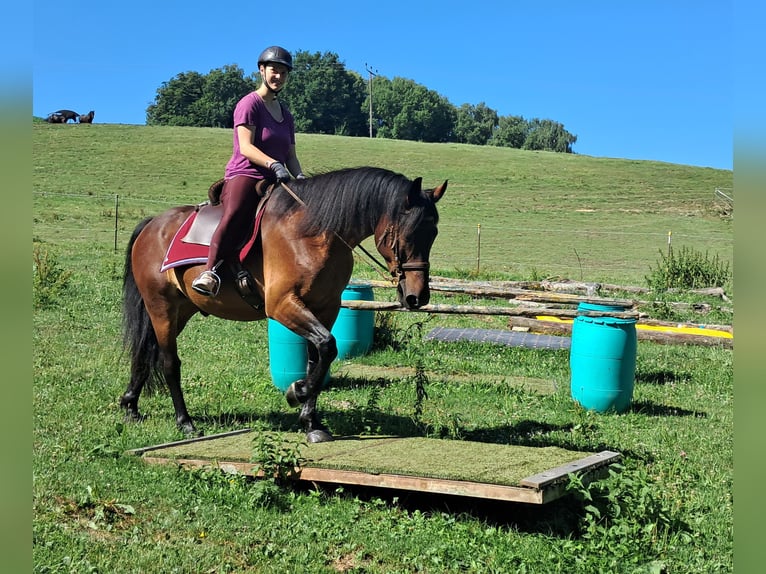 Polnisches Warmblut Wallach 8 Jahre 157 cm Brauner in Bayerbach