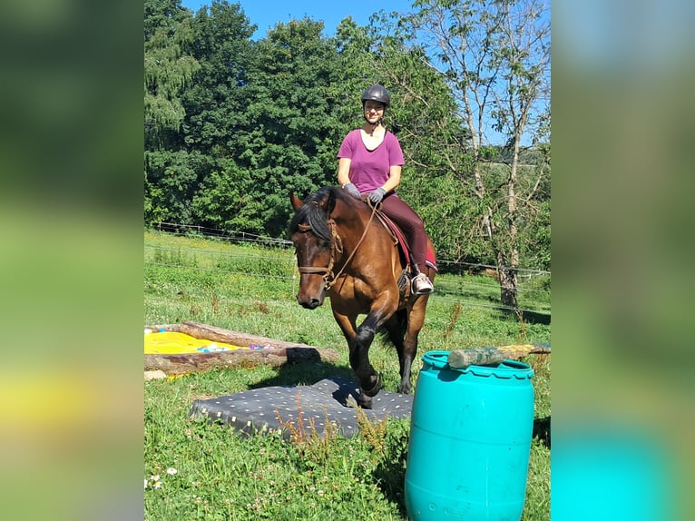 Polnisches Warmblut Wallach 8 Jahre 157 cm Brauner in Bayerbach