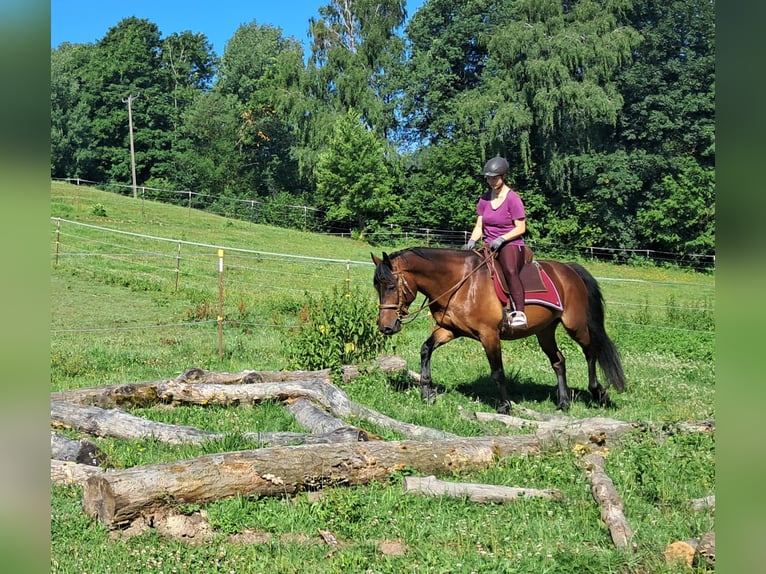 Polnisches Warmblut Wallach 8 Jahre 157 cm Brauner in Bayerbach