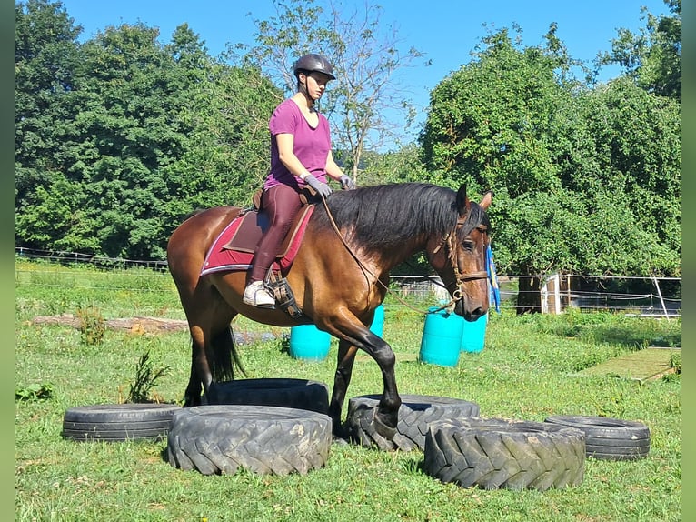 Polnisches Warmblut Wallach 8 Jahre 157 cm Brauner in Bayerbach