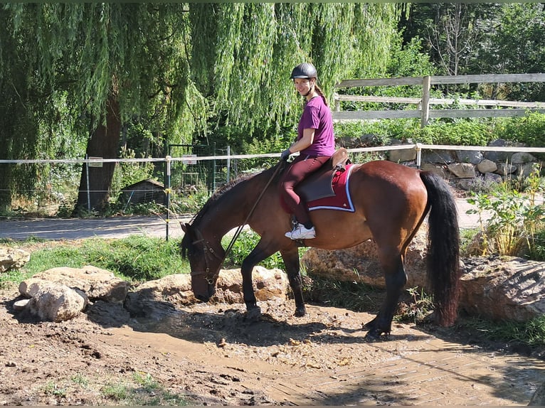 Polnisches Warmblut Wallach 8 Jahre 157 cm Brauner in Bayerbach