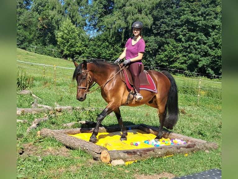 Polnisches Warmblut Wallach 8 Jahre 157 cm Brauner in Bayerbach