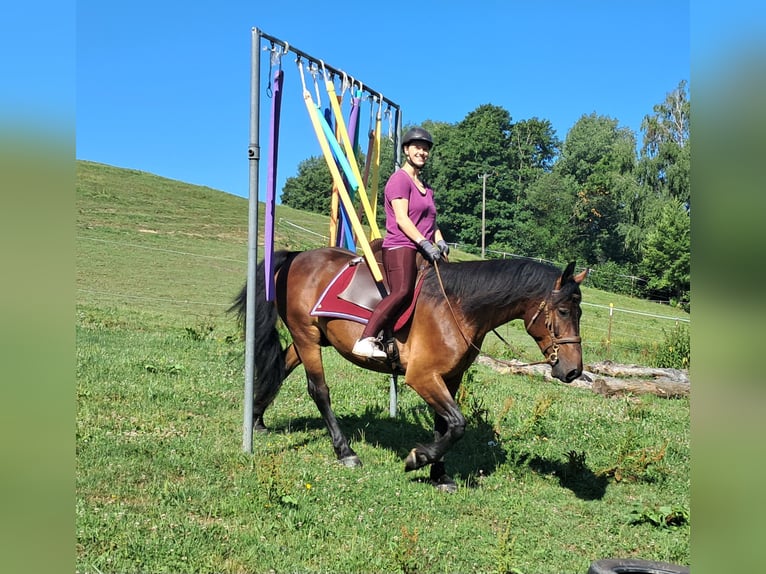 Polnisches Warmblut Wallach 8 Jahre 157 cm Brauner in Bayerbach