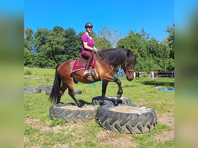 Polnisches Warmblut Wallach 8 Jahre 157 cm Brauner in Bayerbach
